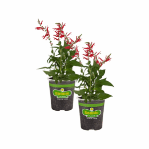 2 -Pack Pineapple Sage Plant in Pot
