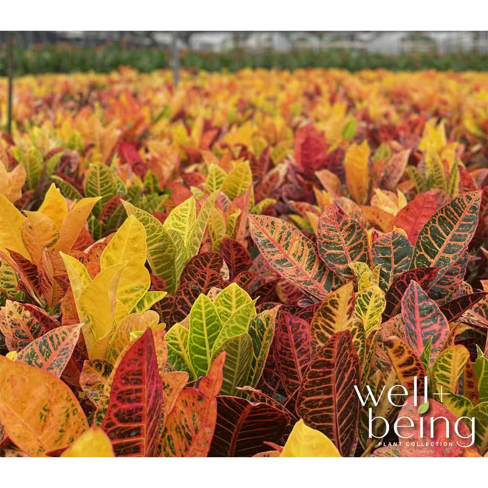 Croton Petra Live Outdoor Plant in Growers Pot Average Shipping Height 2-3 Ft. Tall - Image 4