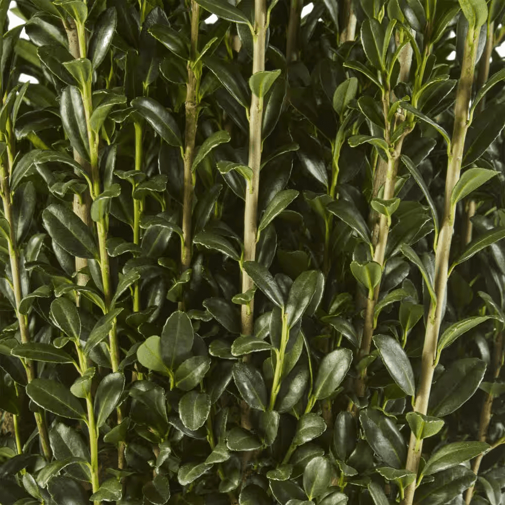 3 Gal. Sky Pencil Holly Shrub - Image 2