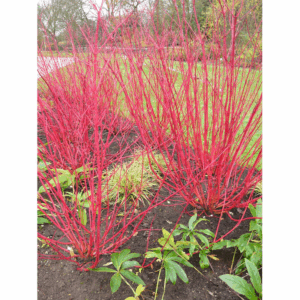 Red Twig Dogwood Accent Shrub in 1.0 -Gallon Pot 1.0 -Pack with White Blooms