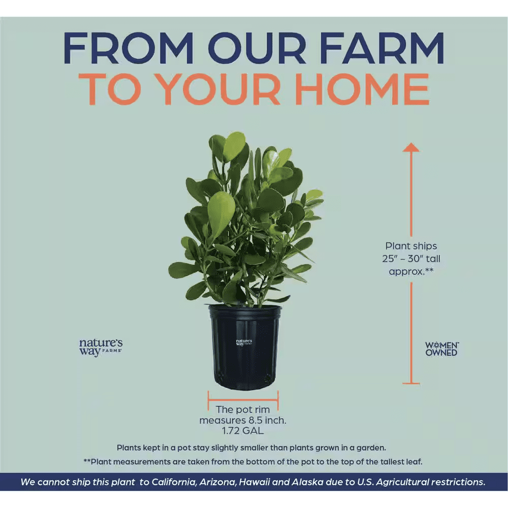 Clusia Live Outdoor Plant in Growers Pot Average Shipping Height 2-3 Ft. Tall - Image 2