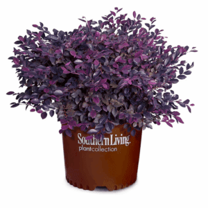 Purple Daydream Loropetalum Foundation/Hedge Shrub in 2 -Gallon Pot 1 -Pack with Pink Blooms
