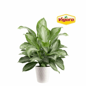 Aglaonema Silver Bay Indoor Plant in 12 In. Decor Pot, Avg. Shipping Height 32-40 In. Tall