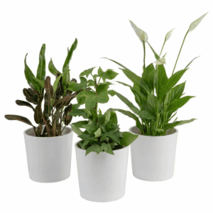 Exotic Angel Clean Air Indoor Houseplant Collection in 4 In. White Decor Pot, Avg. Shipping Height 10 In. Tall (3-Pack)