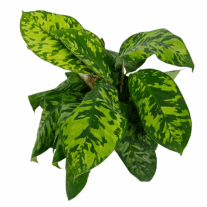 4 In. Homalomena Camouflage Plant in Grower Container (3-Pack)