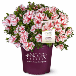 Autumn Starburst Azalea Flowering Shrub in 1 -Gallon Pot 1 -Pack with Multicolor Blooms