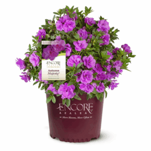 Autumn Majesty Azalea Flowering Shrub in 1 -Gallon Pot 1 -Pack with Purple Blooms