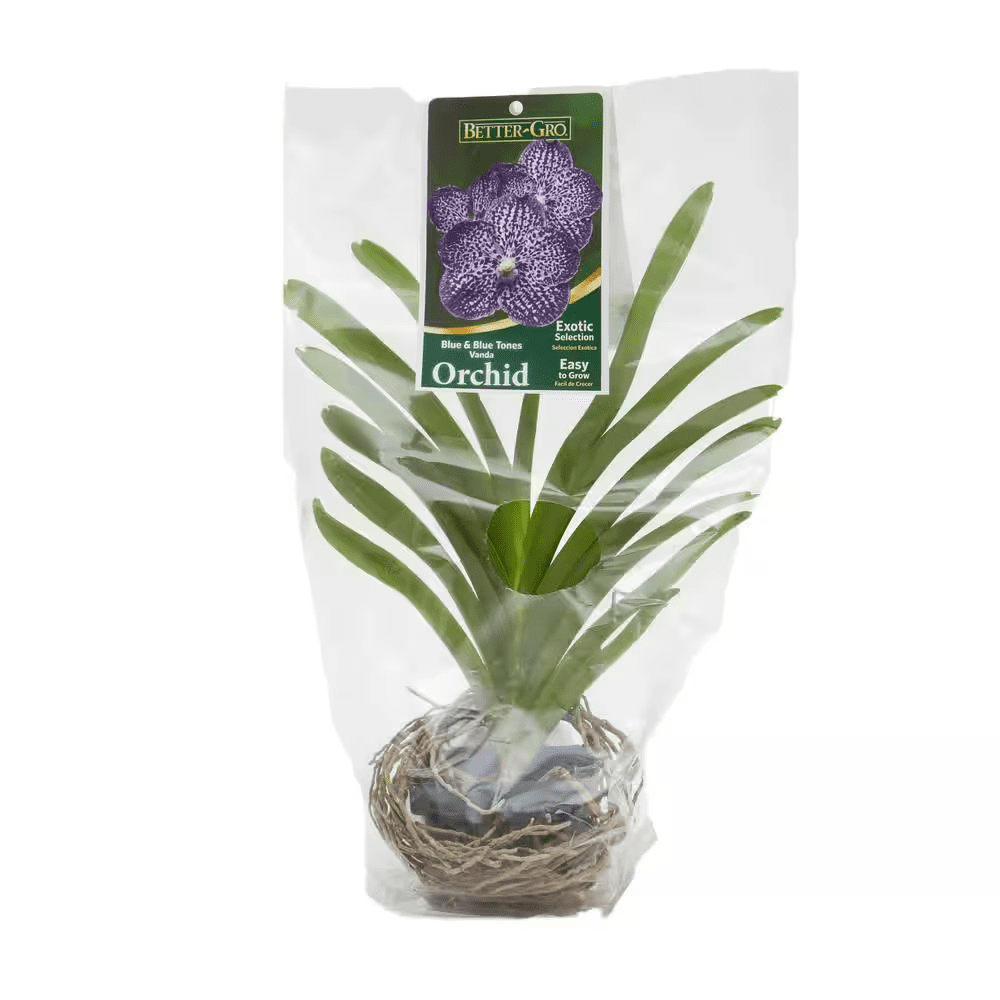 4 In. Orchid Blue Vanda Package Plant Plastic Basket - Image 2