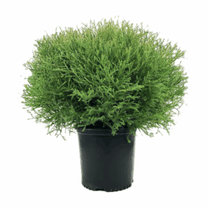 Mr. Bowling Ball Arborvitae Accent Shrub in 2.25 -Gallon Pot 1 -Pack