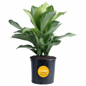 Aglaonema Silver Bay Indoor Plant in 9.25 In. Grower Pot, Avg. Shipping Height 2-3 Ft. Tall