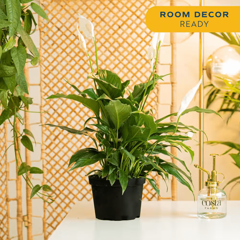 Spathiphyllum Peace Lily Indoor Plant in 6 In. Grower Pot, Avg. Shipping Height 1-2 Ft. Tall - Image 5