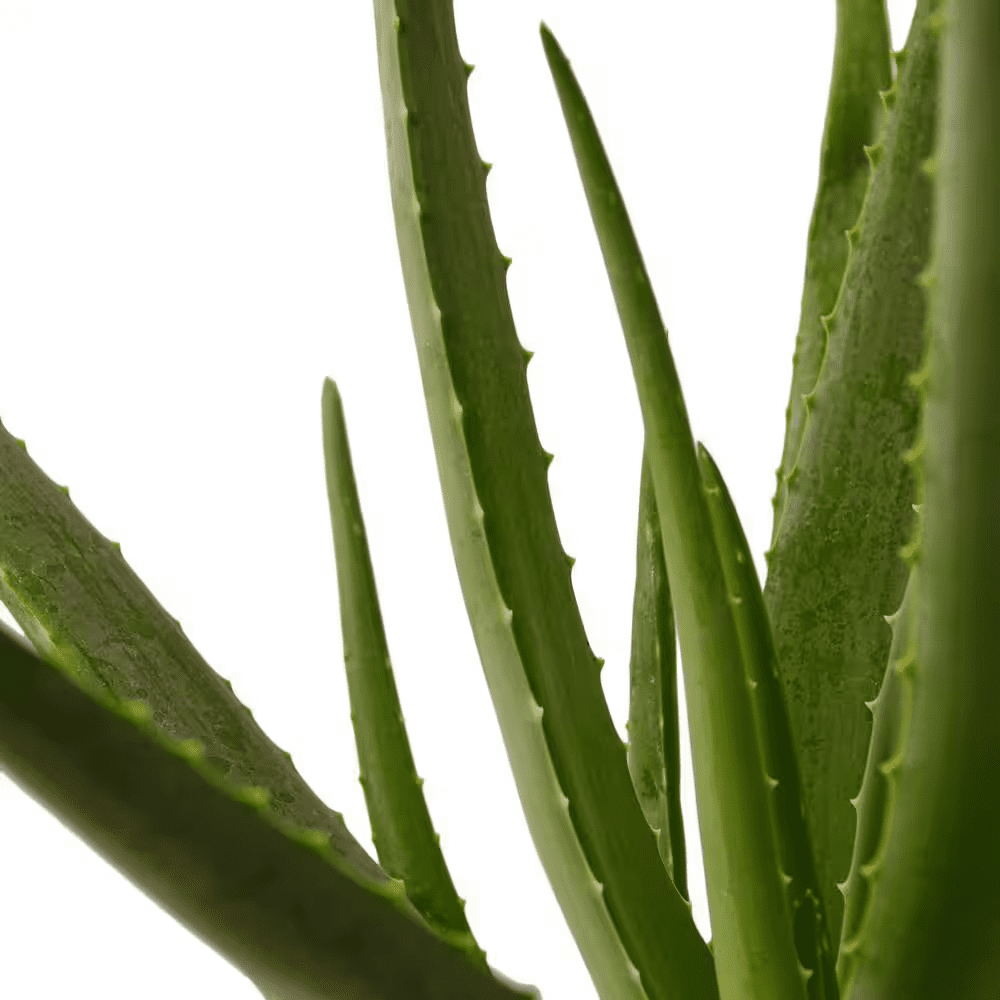 6 IN. Aloe Vera Indoor Plant in Deco Pot - Image 5