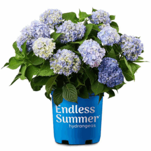 1 Gal. the Original Reblooming Hydrangea Flowering Shrub with Pink or Blue Flowers