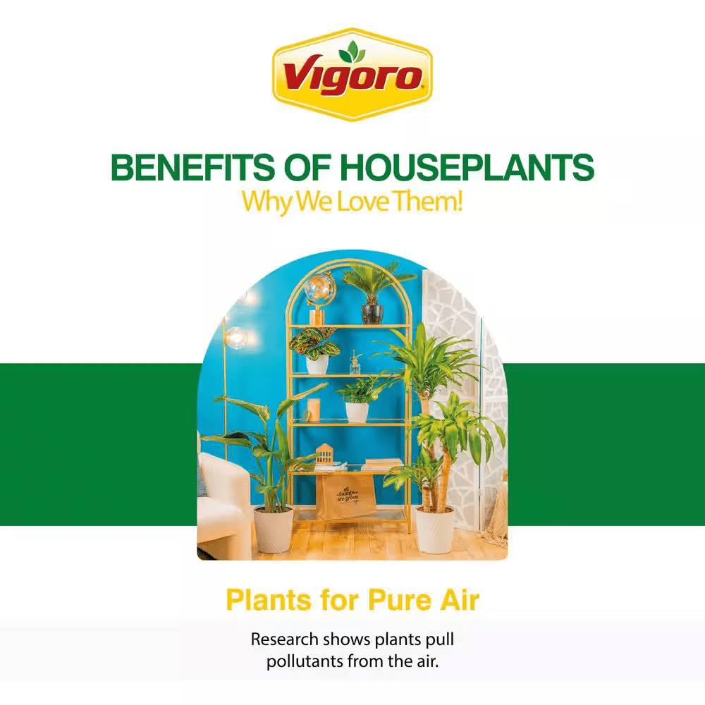 Grower'S Choice Dracaena Indoor Plant in 10 In. Decor Pot, Avg. Shipping Height 2-3 Ft. Tall - Image 6