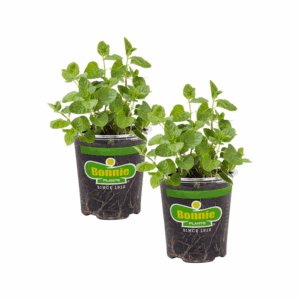 2 -Pack Spearmint Plant in Pot