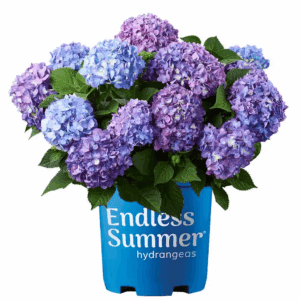 1 Gal. Bloomstruck Reblooming Hydrangea Flowering Shrub, Blue or Purple Flowers