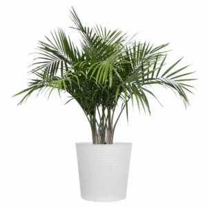Majesty Palm Live Indoor Outdoor Plant in 10 Inch White Decor Pot