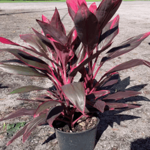 3 Gal. Red Sister Hawaiian Ti Cordyline Plant with Red Foliage