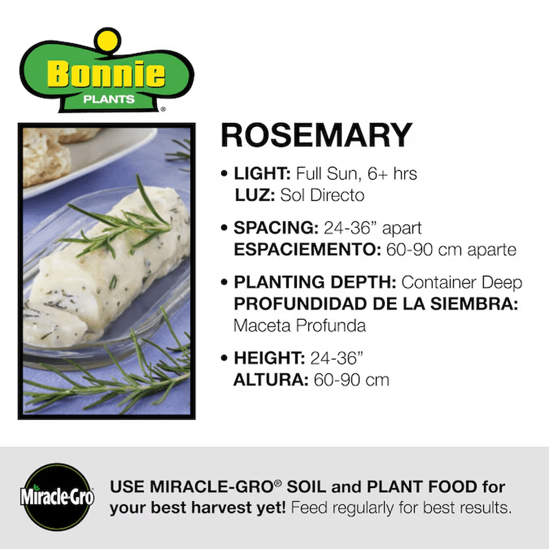 1 -Pack Rosemary Plant in Pot - Image 3
