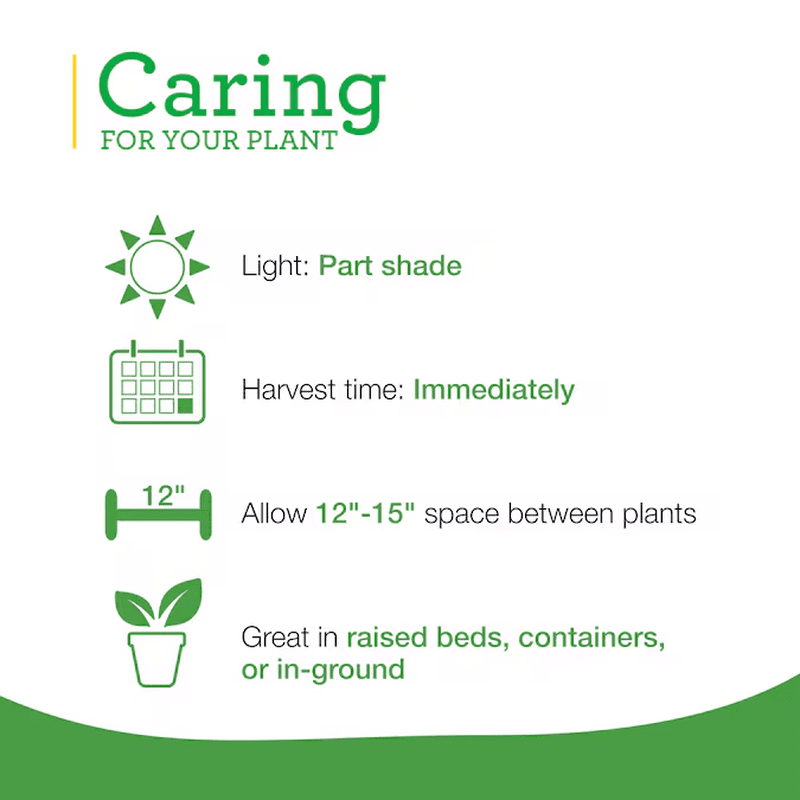 2.0 -Pack English Thyme Plant in Pot - Image 4