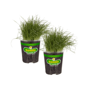 2 -Pack Pet Grass Plant in Pot