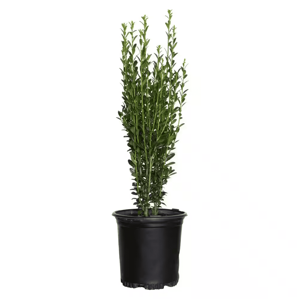 2.5 Qt. Sky Pencil Japanese Holly(Ilex), Live Plant, Upright Growth Habit