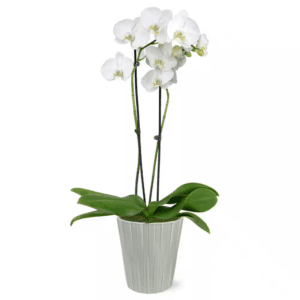 Premium Orchid (Phalaenopsis) White with Yellow Throat Plant in 5 In. Grey Ceramic Pottery