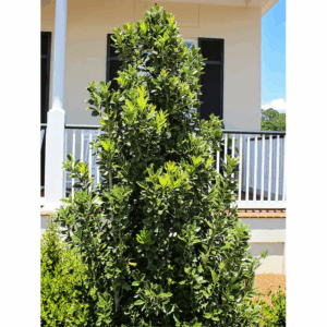7 -Gallon White Screening Oakland Holly in Pot (With Soil)