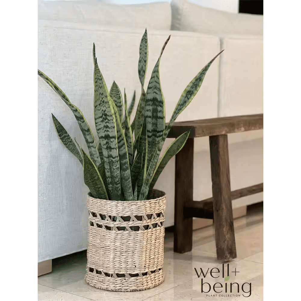 Dracaena Red Sister Live Outdoor Plant in Growers Pot Average Shipping Height 2-3 Ft. Tall - Image 2