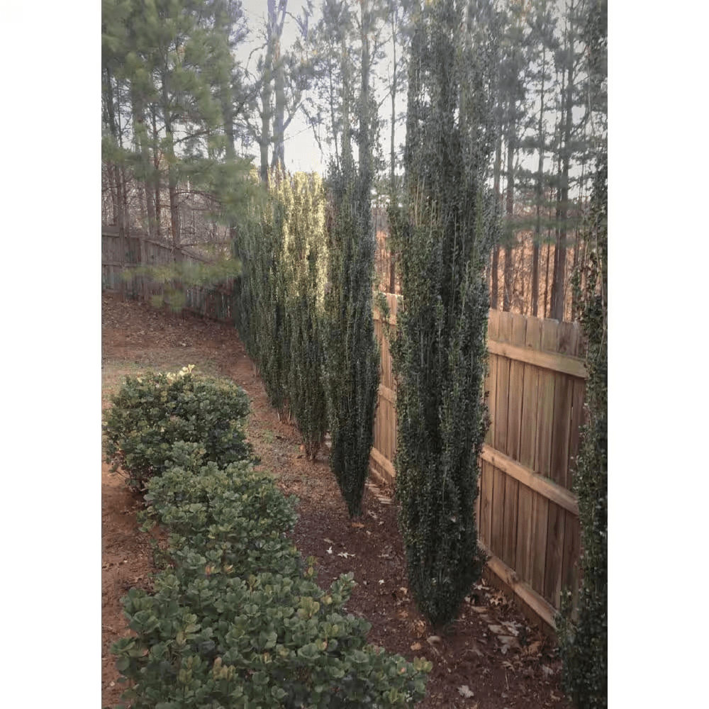 2.5 Qt. Sky Pencil Japanese Holly(Ilex), Live Plant, Upright Growth Habit - Image 9