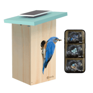 Smart s with 1080P HD Bird Feeder Camera, Perfect Viewing Bird Nesting and Hatching, Solar Powered, Cyan