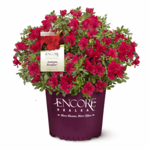 Autumn Bonfire Azalea Flowering Shrub in 1 -Gallon Pot 1 -Pack with Red Blooms