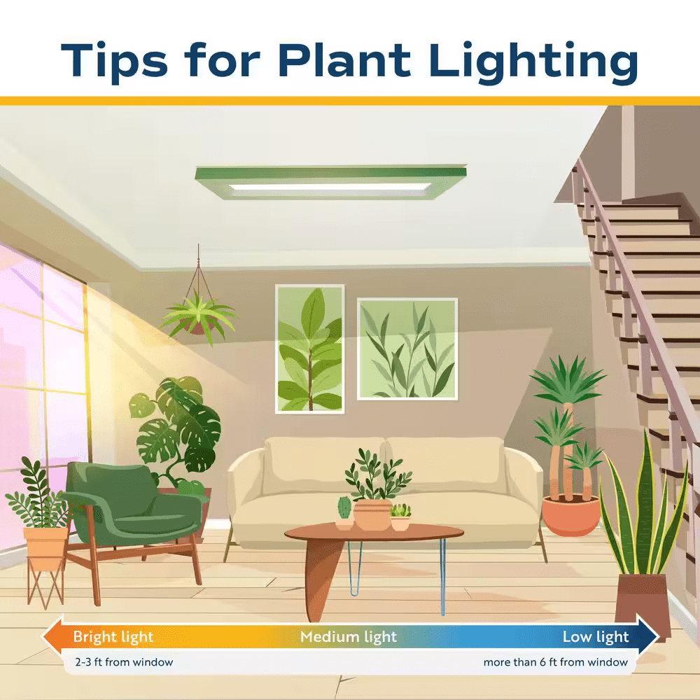 Trending Tropical Raven ZZ Indoor Plant in 6 In. Self-Watering Planter, Average Shipping Height 1-2 Ft. Tall - Image 9