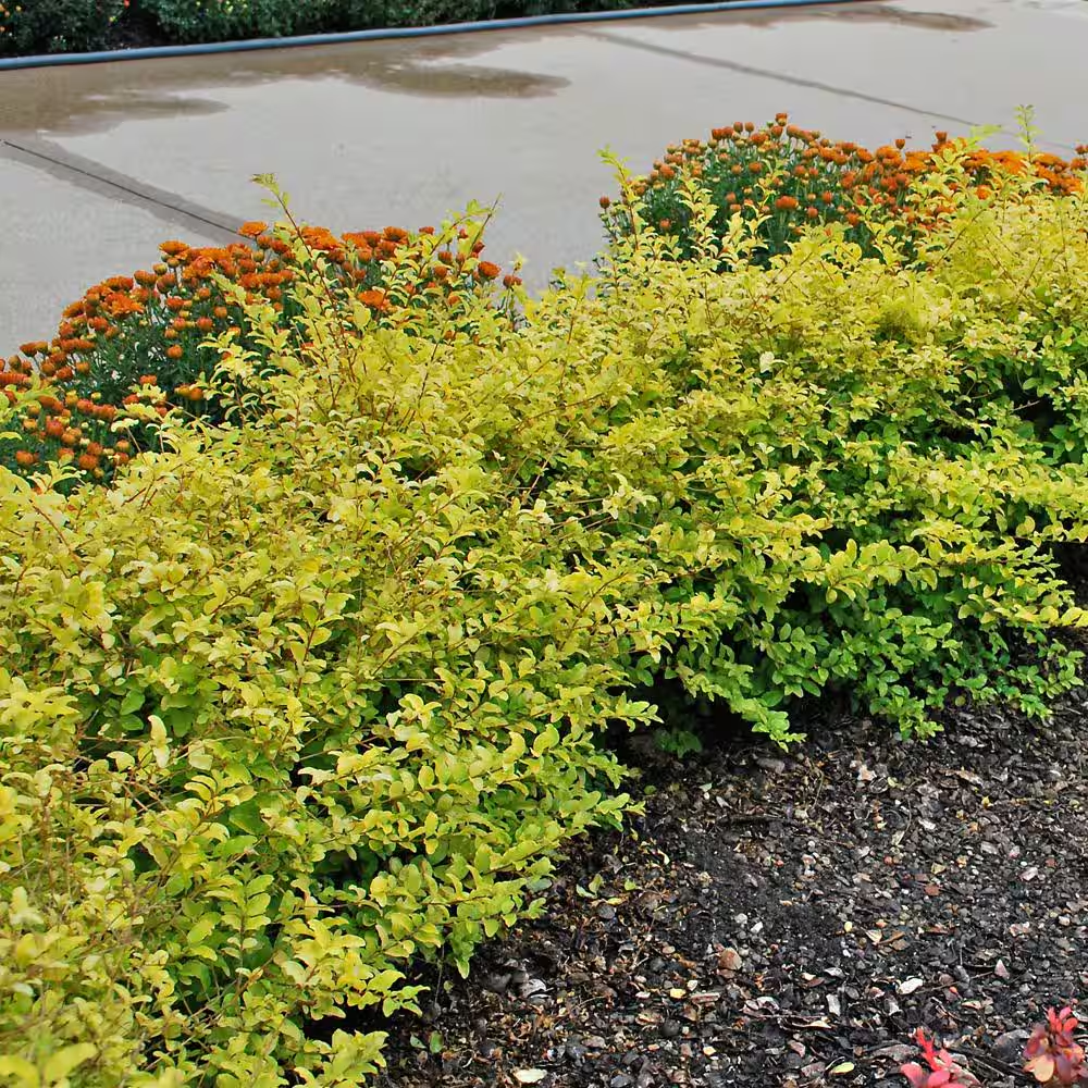 2.5 Qt. Sunshine Ligustrum, Evergreen Shrub, Bright Golden-Yellow Foliage - Image 9