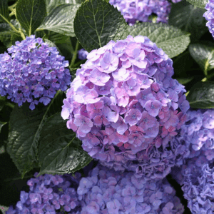 Let'S Dance Blue Jangles Reblooming Hydrangea Flowering Shrub in 1 -Quart Pot 1.0 -Pack with Multicolor Blooms