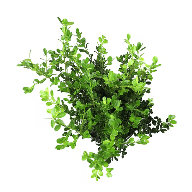 Japanese Boxwood Foundation/Hedge Shrub in 2.5 -Quart Pot 1.0 -Pack with White Blooms - Image 2