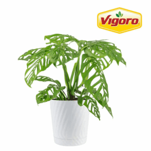 Trending Tropical Monstera Esqueleto Indoor Plant in 10 In. Decor Pot, Avg. Shipping Height 2-3 Ft. Tall