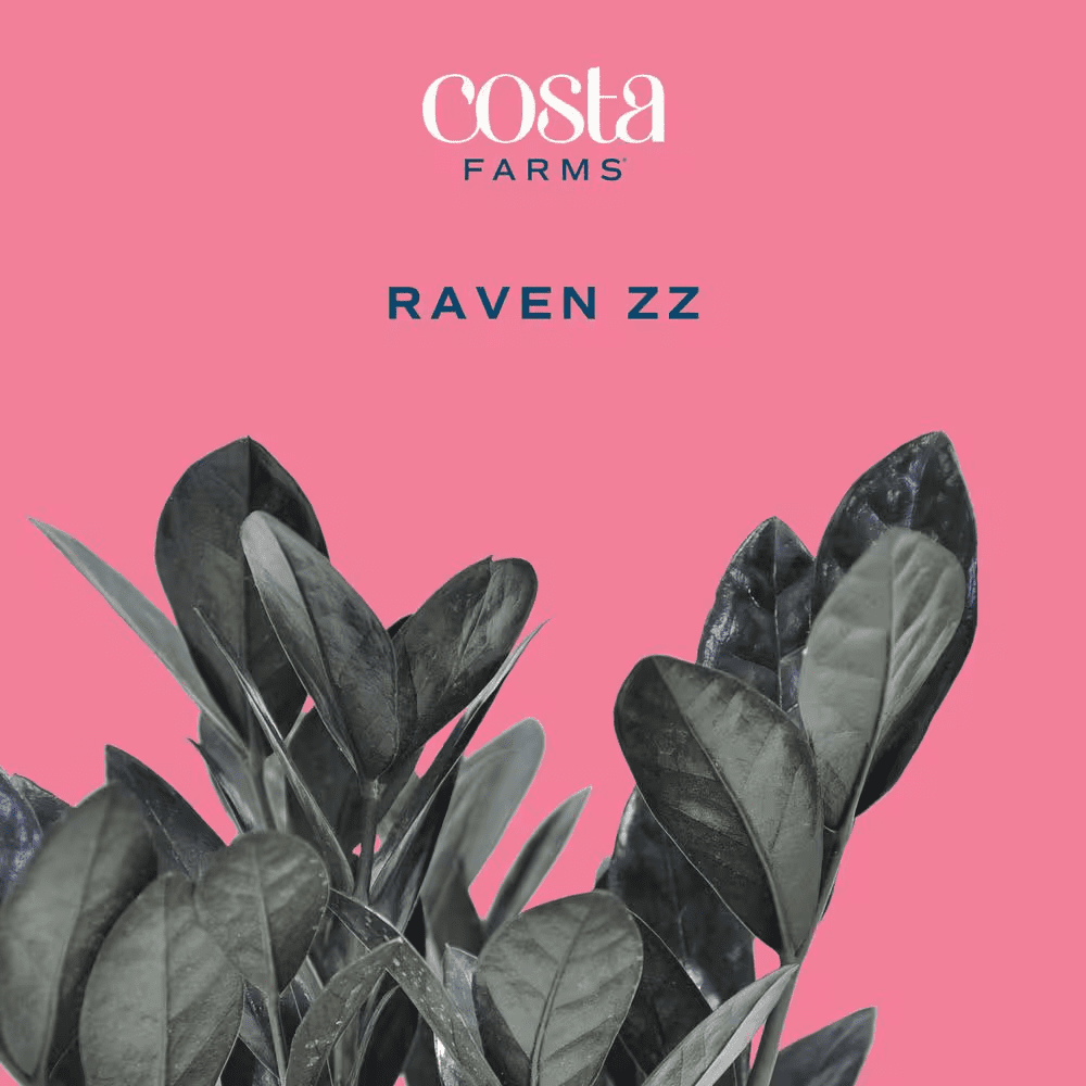 Trending Tropical Raven ZZ Indoor Plant in 6 In. Self-Watering Planter, Average Shipping Height 1-2 Ft. Tall - Image 3