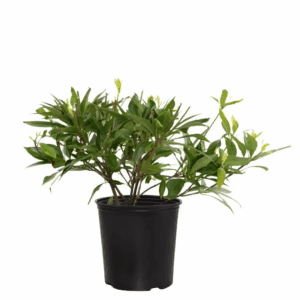 2 Gal. Star Roses and Plants Star Flower Orion