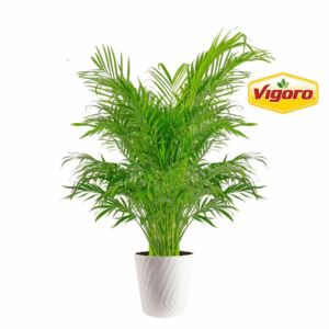 Cateracterum Indoor Palm (Cat Palm) Plant in 12 In. Decor Pot, Average Shipping Height 54-72 In. Tall