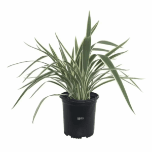 Dianella Live Outdoor Plant in Growers Pot Average Shipping Height 1-2 Ft. Tall