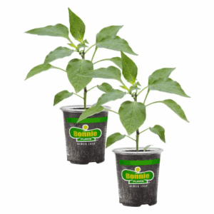 19 Oz. Sweet Green Bell Pepper Plant (2-Pack)