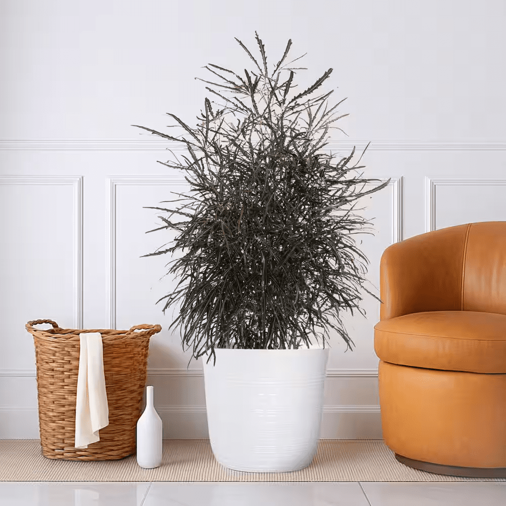 12 In. False Aralia Elegantissima Plant in White Decor Pot - Image 3