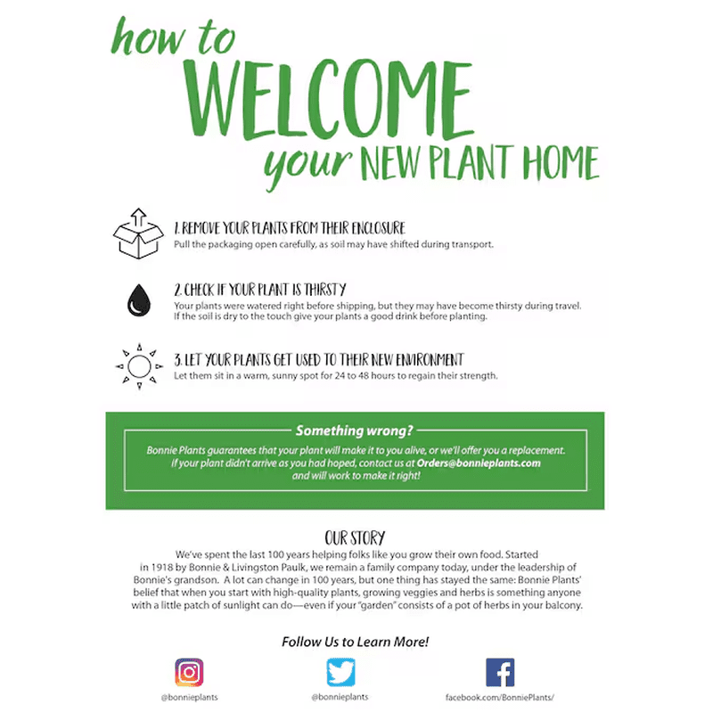 1 -Pack Rosemary Plant in Pot - Image 8