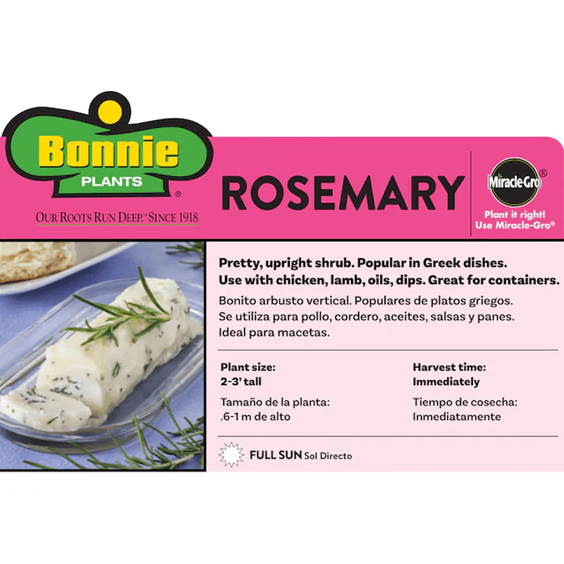 1 -Pack Rosemary Plant in Pot - Image 2