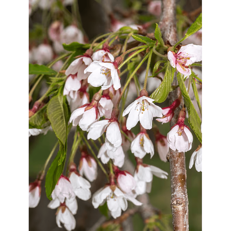 7 -Gallon White Flowering Weeping Snow Fountain Cherry in Pot (With Soil) - Image 2