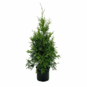 Green Giant Arborvitae Foundation/Hedge Shrub in 2.25 -Gallon Pot 1 -Pack