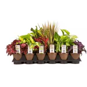 3.8 In. Exotic Angel Plant