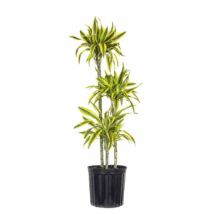 10 In. Dracaena Lemon Lime Plant in Grower Pot