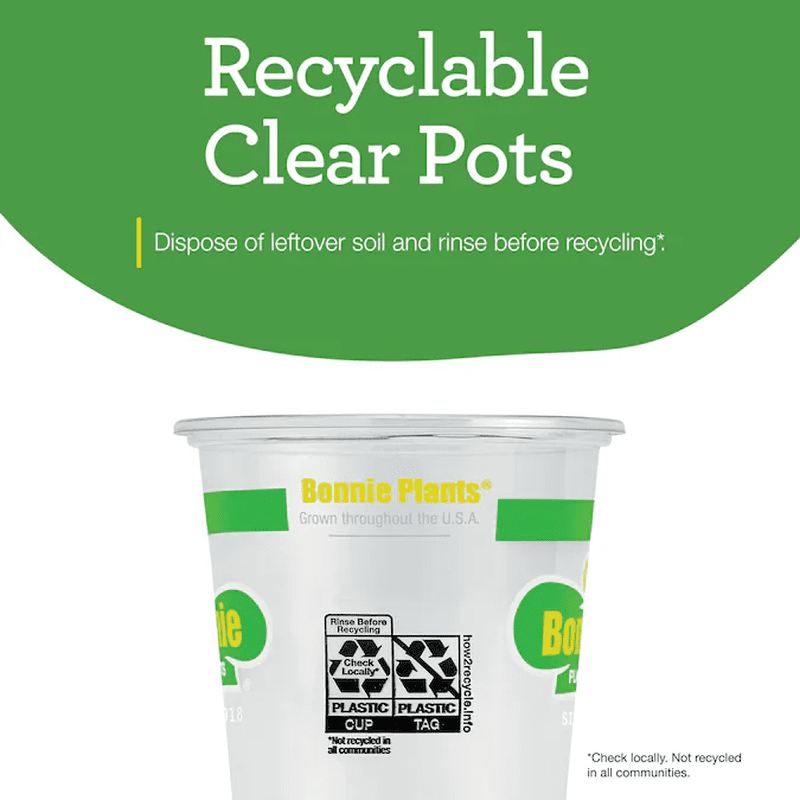 2.0 -Pack English Thyme Plant in Pot - Image 10